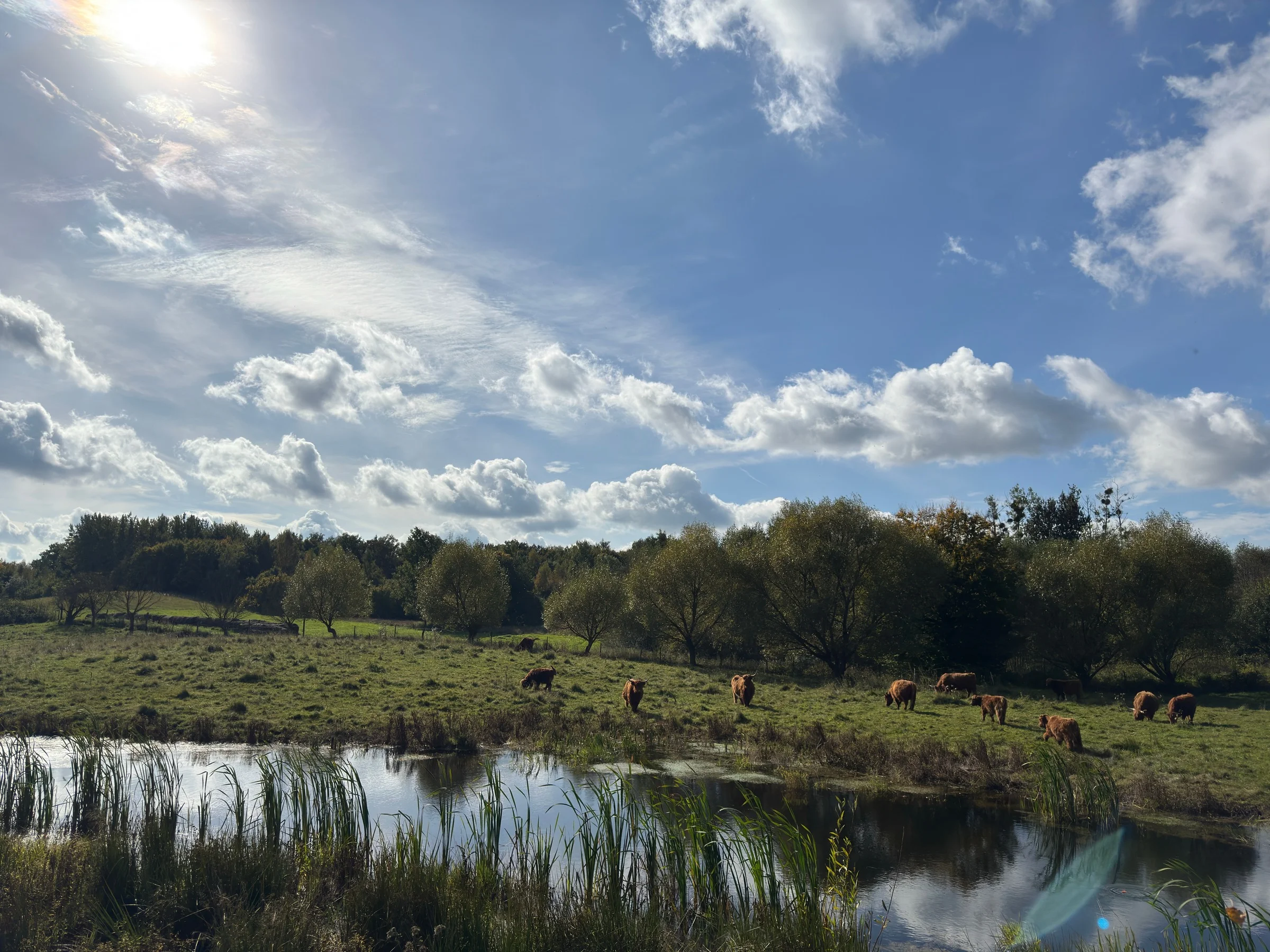 Stado bydła na naturalnym pastwisku przy wodzie, w otoczeniu drzew